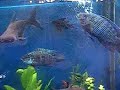 Einziehender Jack Dempsey Cichlids