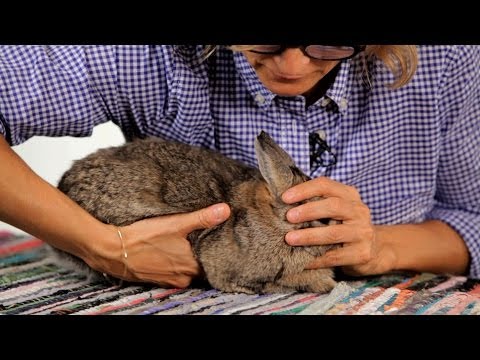 how to care pet rabbit