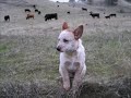Moe, The Cattle Dog?