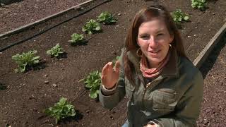 Planting and Growing Potatoes