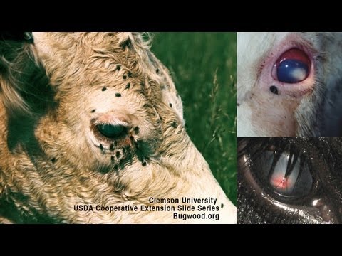 how to treat udder rot