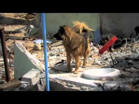 ... zulu reed dance ceremony 2013 1 _swaziland 720p6m big dog little dog