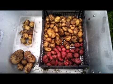 how to harvest potato seeds