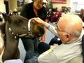 YouTube - Miniature Horse Brings Big Therapy