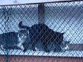 cats\