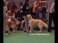 Crufts 2008 Golden Post Graduate Dog