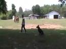 Crazy Police Dog Bites