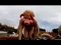 Rock&Press - A todos los cerditos les gusta la korrupcion