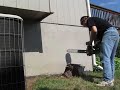 Motherboard Poulan chainsaw