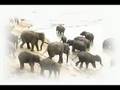 Pinnawala Elephant Orphanage By Erickson Tissera