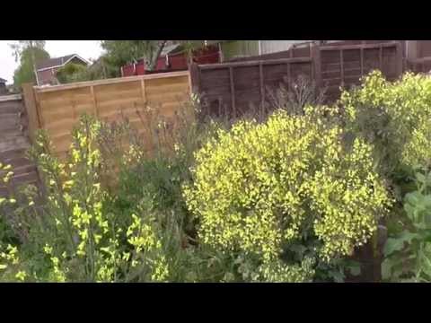 how to transplant skunk cabbage
