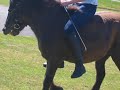 my horse with the song qele qele
we rijden gompie nu in en het gaat al hardstikke goed maar vorig jaar was hij hoefbevangen vandaar dat een paar andere filmpjes van hem dat hij daar zo raar loopt