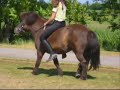 my horse with the song qele qele
we rijden gompie nu in en het gaat al hardstikke goed maar vorig jaar was hij hoefbevangen vandaar dat een paar andere filmpjes van hem dat hij daar zo raar loopt