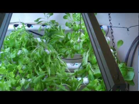 how to harvest hydroponic lettuce