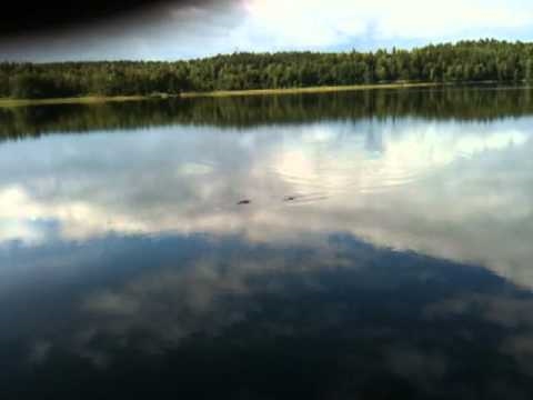 YouTube-forhåndsvisningsbillede