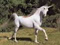 All the Pretty Horses (Harp Lullaby)