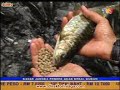 Terapi Ikan Kelah 4dntv