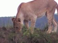 The Masai Mara National Reserve in Kenya Africa ...