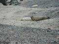videos de Süße Robbenbabies auf Helgoland im November 2008