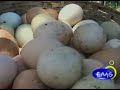 ALIMENTOS ORGÁNICOS
