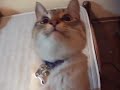 猫草