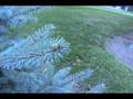 videos de How to ID Picea pungens