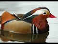 Mandarin Duck - Anatra Mandarina - Aix Galericulata