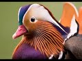 Mandarin Duck - Anatra Mandarina - Aix Galericulata Mandarin Duck - Anatra Mandarina - Aix Galericulata