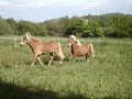 Les poneys de Pompadour ne veulent pas rentrer du pr� !