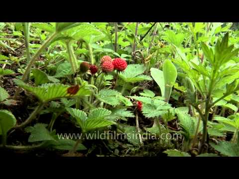 how to grow fragaria x ananassa