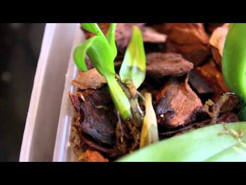 how to grow orchids