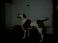 videos de crazy pit