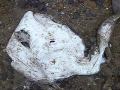 Small Torpedo Ray Beached in Foggy Wellfleet Harbor