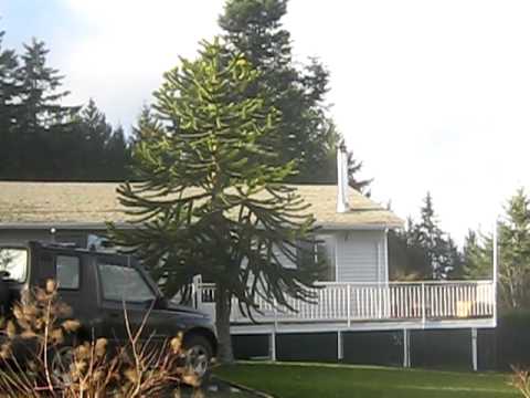 how to replant a monkey puzzle tree