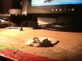 videos de Morphing Claymation