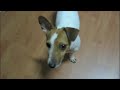 PATCHIE CHAN: THE BEST DOG IN THE WORLD