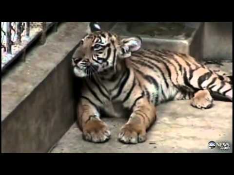 tigers
