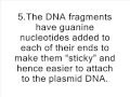 Insulin, how its made Insulin, how its made