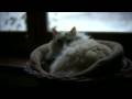 videos de Cats - HV30 Twoneil 35mm Adapter Test