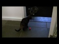 Aljezur the cat, playing