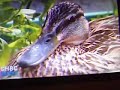 Duck in a a flowerpot