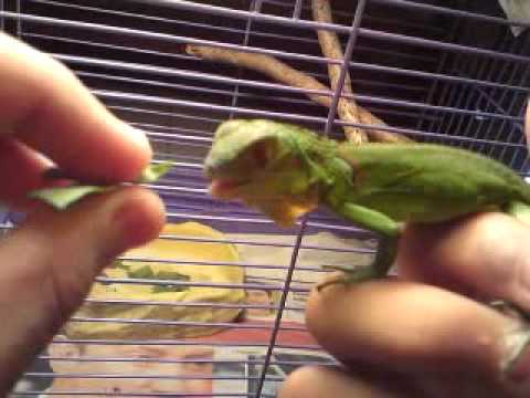 how to take care of a baby green iguana