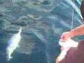 "Big day dentex" by bastia-offshore-fishing.com