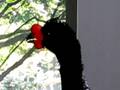 The National Aviary-A happy wattled curassow sings!