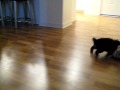 videos de Puppy Maximus Learns to Play Fetch - 5