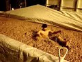 gurry dive