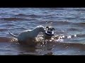 Swiming in Nikkala