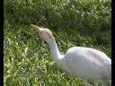 The most silly bird in the Seychelles