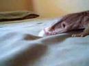 Moniter Lizard Eating