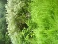Yusef Jumping Into The Prickle Bush HAHAHA